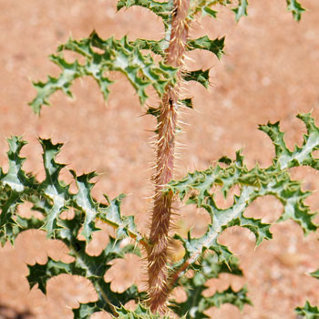 Argemone gracilenta, Sonoran Pricklypoppy